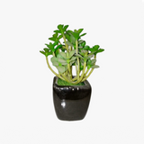 Jade Plant  The Lucky Succulent Best Indoor