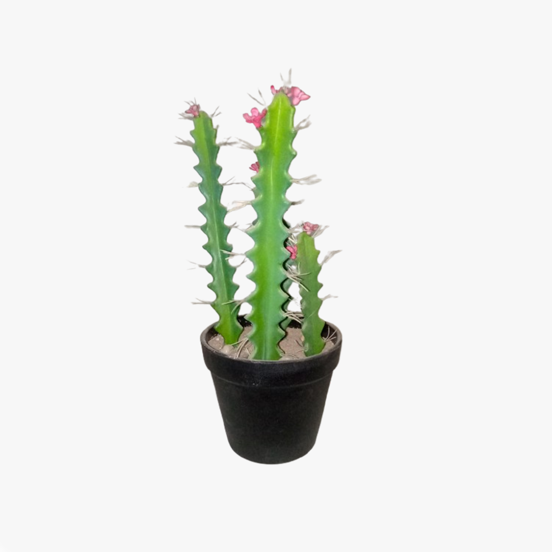 Cactus plant